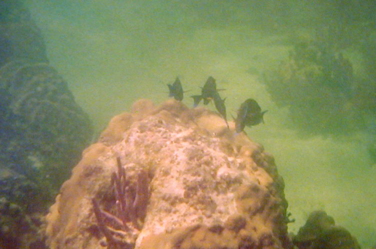Fish